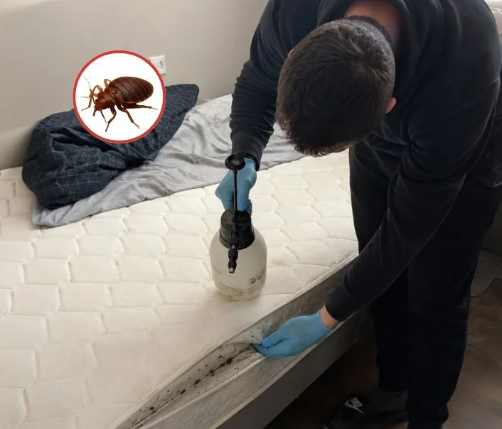 Technicien traitant un matelas contre les punaises de lit à Carrières-sous-Poissy